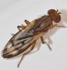 Opomyza germinationis